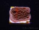 WYSIWYG - RAH Montipora plateau GRAFTED Darth Maul 1