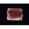 WYSIWYG - RAH Montipora plateau GRAFTED Darth Maul 1
