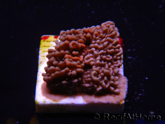 WYSIWYG - RAH Montipora plate GRAFTED Darth Maul 2