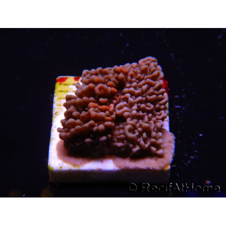 WYSIWYG - RAH Montipora plate GRAFTED Darth Maul 2