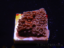 WYSIWYG - RAH Montipora plateau GRAFTED Darth Maul 2