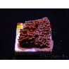 WYSIWYG - RAH Montipora plateau GRAFTED Darth Maul 2