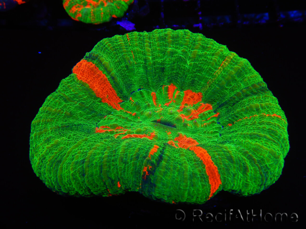 WYSIWYG Homophyllia australis (ex Scolymia) 15 (6 cm)