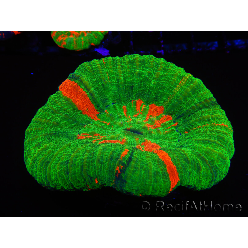 WYSIWYG Homophyllia australis (ex Scolymia) 15 (6 cm)