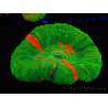 WYSIWYG Homophyllia australis (ex Scolymia) 15 (6 cm)