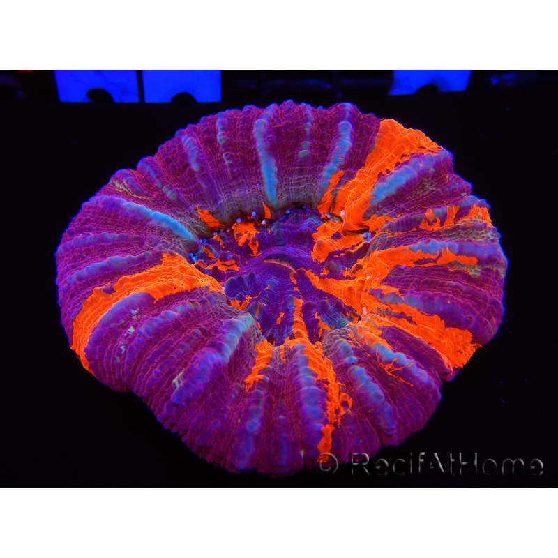 WYSIWYG Homophyllia australis (ex Scolymia) Warpaint 26 (6 cm)