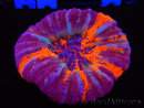 WYSIWYG Homophyllia australis (ex Scolymia) Warpaint 26 (6 cm)
