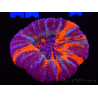 WYSIWYG Homophyllia australis (ex Scolymia) Warpaint 26 (6 cm)