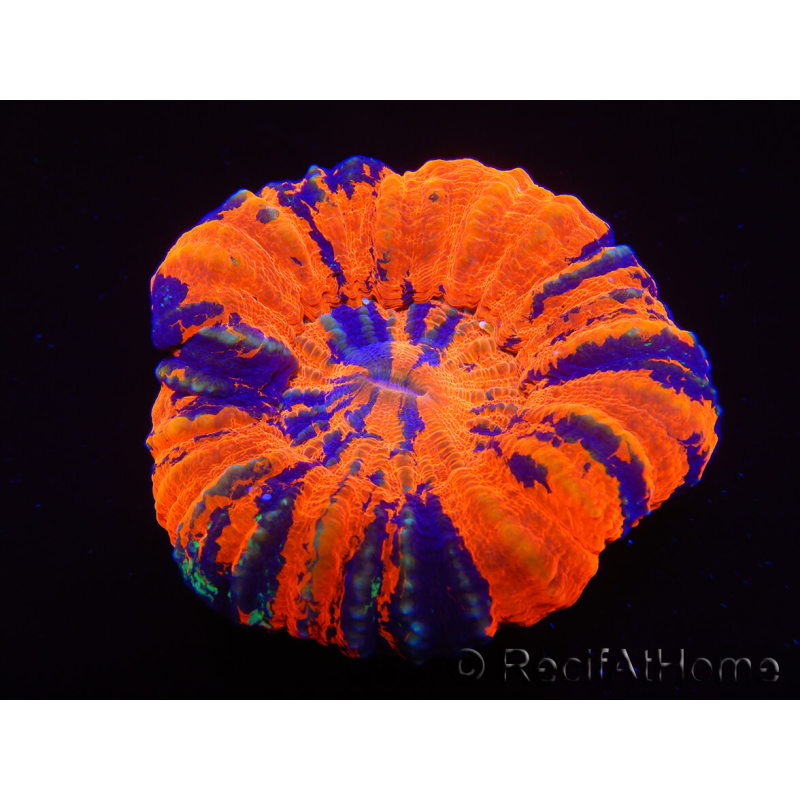 WYSIWYG Homophyllia australis (ehemals Scolymia) Warpaint 27 (5,5 cm)