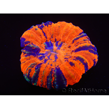 WYSIWYG Homophyllia australis (ex Scolymia) Warpaint 27 (5.5 cm)