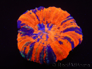 WYSIWYG Homophyllia australis (ex Scolymia) Warpaint 27 (5,5 cm)