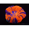 WYSIWYG Homophyllia australis (ex Scolymia) Warpaint 27 (5.5 cm)
