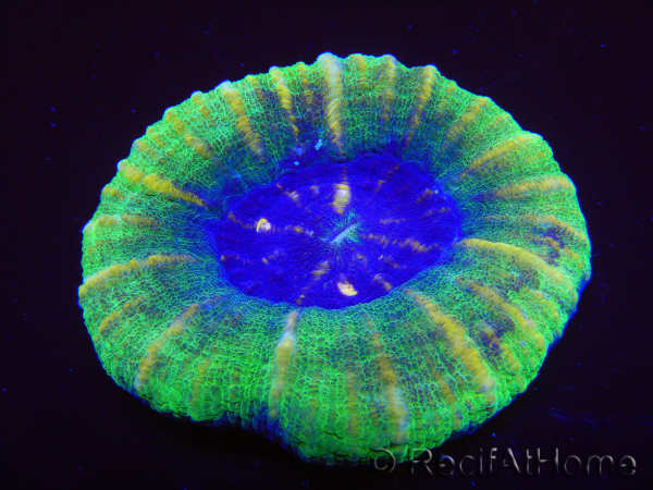 WYSIWYG Homophyllia australis (ex Scolymia) Bleeding Apple 28 (5 cm)