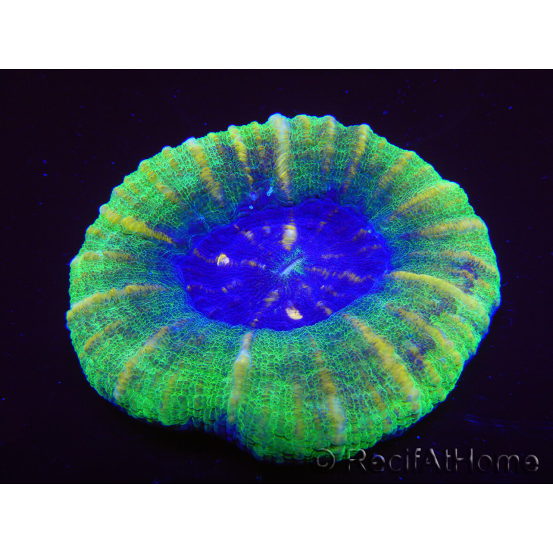 WYSIWYG Homophyllia australis (formerly Scolymia) Bleeding Apple 28 (5 cm)