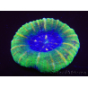 WYSIWYG Homophyllia australis (antes Scolymia) Bleeding Apple 28 (5 cm)