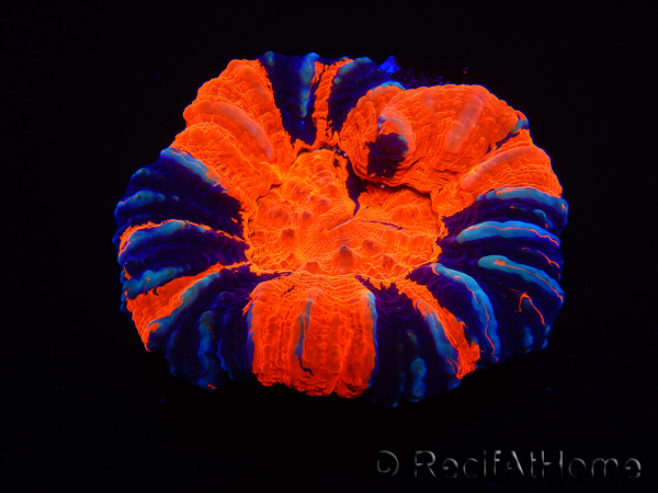 WYSIWYG Homophyllia australis (ex Scolymia) Warpaint 30 (4 cm)