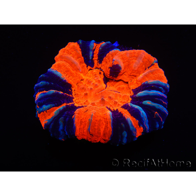 WYSIWYG Homophyllia australis (ex Scolymia) Warpaint 30 (4 cm)
