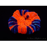 WYSIWYG Homophyllia australis (formerly Scolymia) Warpaint 30 (4 cm)