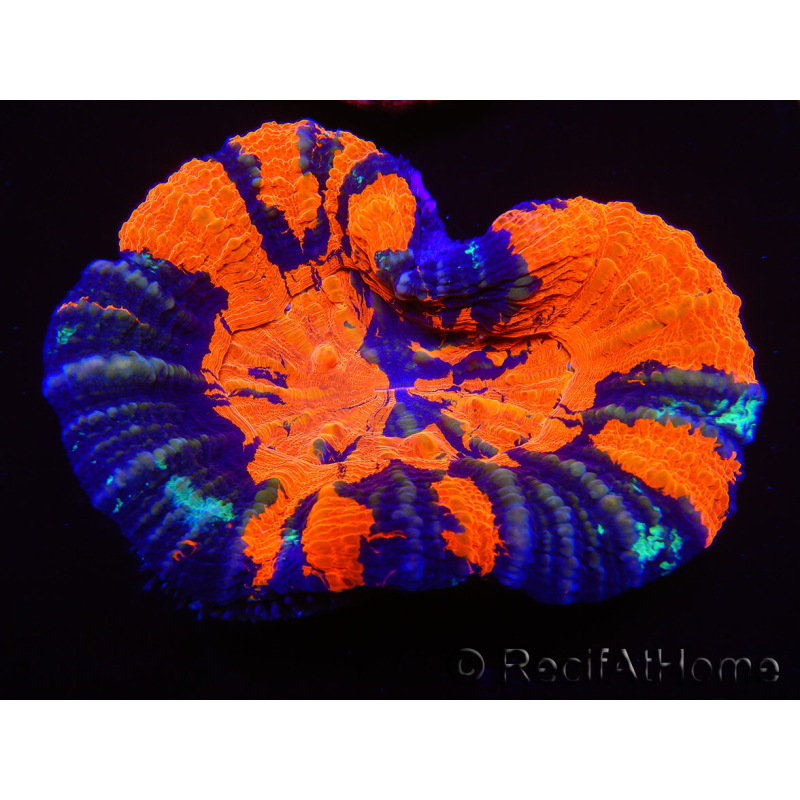 WYSIWYG Homophyllia australis (ex Scolymia) Bleeding Apple 33 (6 cm)