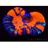 WYSIWYG Homophyllia australis (ex Scolymia) Bleeding Apple 33 (6 cm)