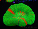 WYSIWYG Homophyllia australis (ex Scolymia) 15 (6 cm)