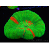 WYSIWYG Homophyllia australis (ex Scolymia) 15 (6 cm)