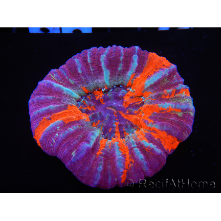WYSIWYG Homophyllia australis (ex Scolymia) Warpaint 26 (6 cm)