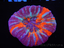 WYSIWYG Homophyllia australis (ehemals Scolymia) Warpaint 26 (6 cm)