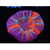 WYSIWYG Homophyllia australis (ehemals Scolymia) Warpaint 26 (6 cm)