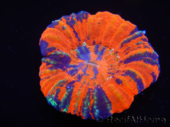 WYSIWYG Homophyllia australis (ex Scolymia) Warpaint 27 (5.5 cm)