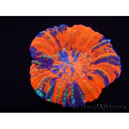 WYSIWYG Homophyllia australis (ex Scolymia) Warpaint 27 (5.5 cm)