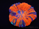 WYSIWYG Homophyllia australis (ex Scolymia) Warpaint 27 (5,5 cm)