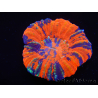 WYSIWYG Homophyllia australis (formerly Scolymia) Warpaint 27 (5.5 cm)