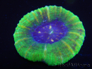 WYSIWYG Homophyllia australis (ex Scolymia) Bleeding Apple 28 (5 cm)