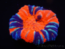 WYSIWYG Homophyllia australis (ex Scolymia) Warpaint 30 (4 cm)
