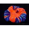 WYSIWYG Homophyllia australis (formerly Scolymia) Warpaint 30 (4 cm)
