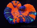 WYSIWYG Homophyllia australis (ex Scolymia) Bleeding Apple 33 (6 cm)