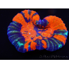 WYSIWYG Homophyllia australis (formerly Scolymia) Bleeding Apple 33 (6 cm)