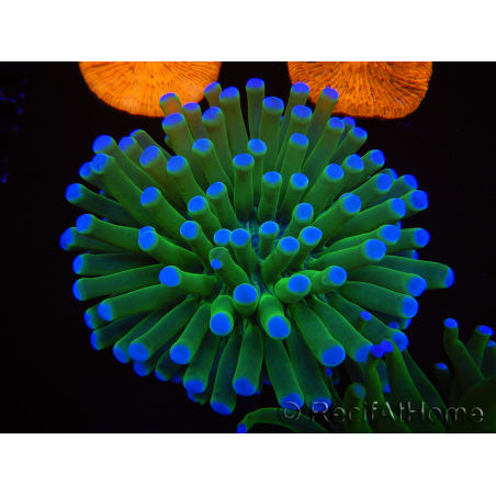 WYSIWYG- Heliofungia actiniformis Púrpura 2 (Esqueleto 6 cm)