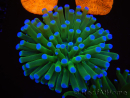 WYSIWYG- Heliofungia actiniformis Viola 2 (Scheletro 6 cm)