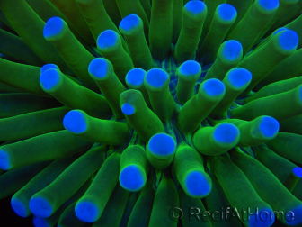 WYSIWYG- Heliofungia actiniformis Purple 2 (Skeleton 6 cm)