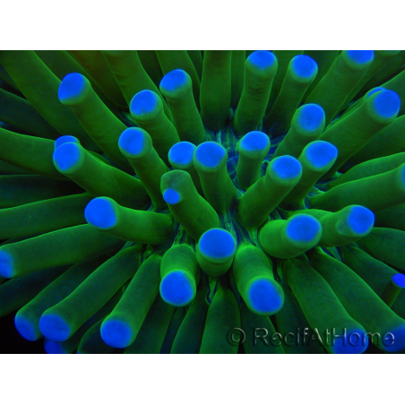 WYSIWYG- Heliofungia actiniformis Purple 2 (Skeleton 6 cm)