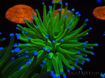 WYSIWYG- Heliofungia actiniformis Toxic Green/Blue Tips 6 (4.5 cm)