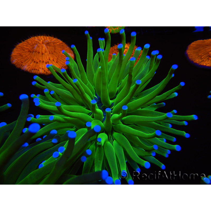 WYSIWYG- Heliofungia actiniformis Puntas Tóxicas Verdes/Azules 6 (4.5 cm)