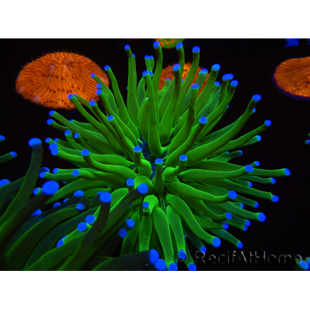 WYSIWYG- Heliofungia actiniformis Toxic Green/Blue Tips 4 (4.5 cm)