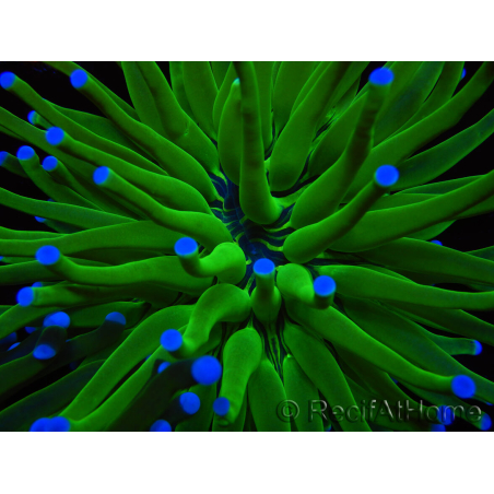 WYSIWYG- Heliofungia actiniformis Toxic Green/Blue Tips 4 (4.5 cm)