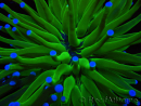 WYSIWYG- Heliofungia actiniformis Giftgrün/Blaue Spitzen 6 (4,5 cm)