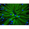 WYSIWYG- Heliofungia actiniformis Giftgrün/Blaue Spitzen 6 (4,5 cm)