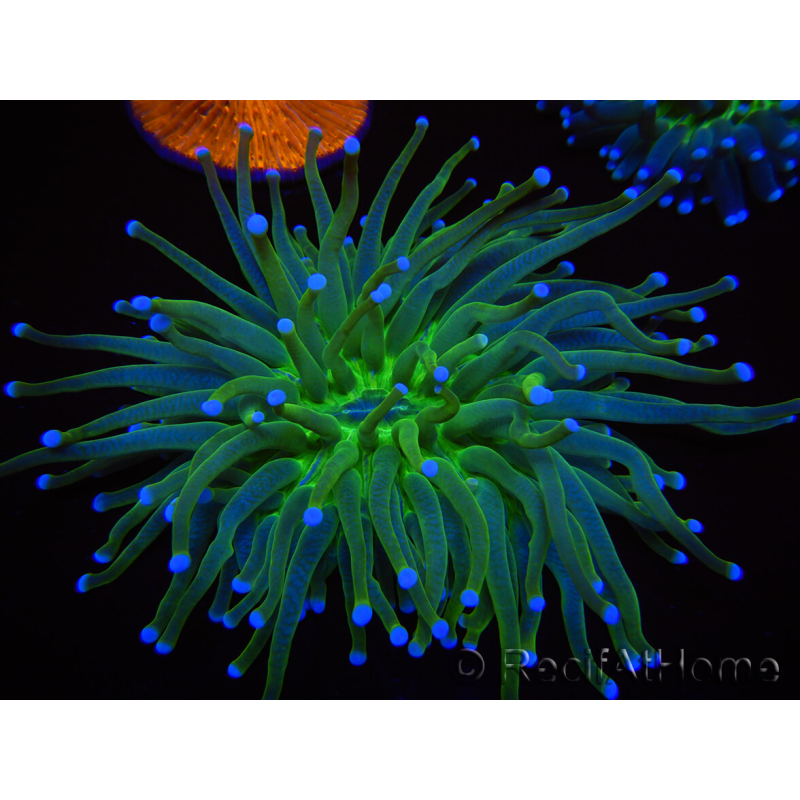 WYSIWYG- Heliofungia actiniformis Puntas Tóxicas Verdes/Azules 7 (5 cm)