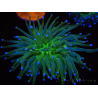 WYSIWYG- Heliofungia actiniformis Puntas Tóxicas Verdes/Azules 7 (5 cm)